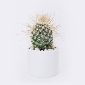 Store cactus3 free img